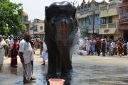 srirangam elephant at car fetival